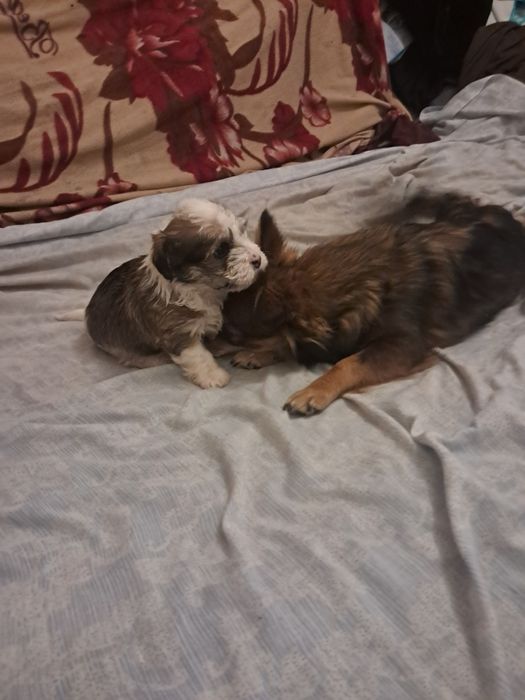 Продаю щенка біберйорка