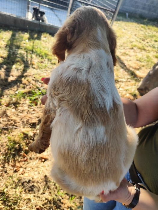 Epagneul  Breton com lop e afixo