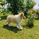 Owczarek Szkocki Collie