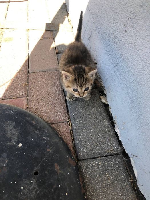 Koty za darmo Gogolin