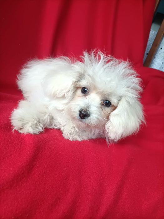 Maltipoo  super szczeniak