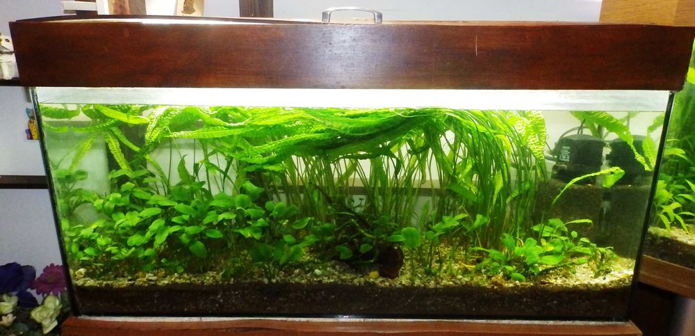 akwarium 140 litrów z pokrywą samoróbką (szafka gratis)