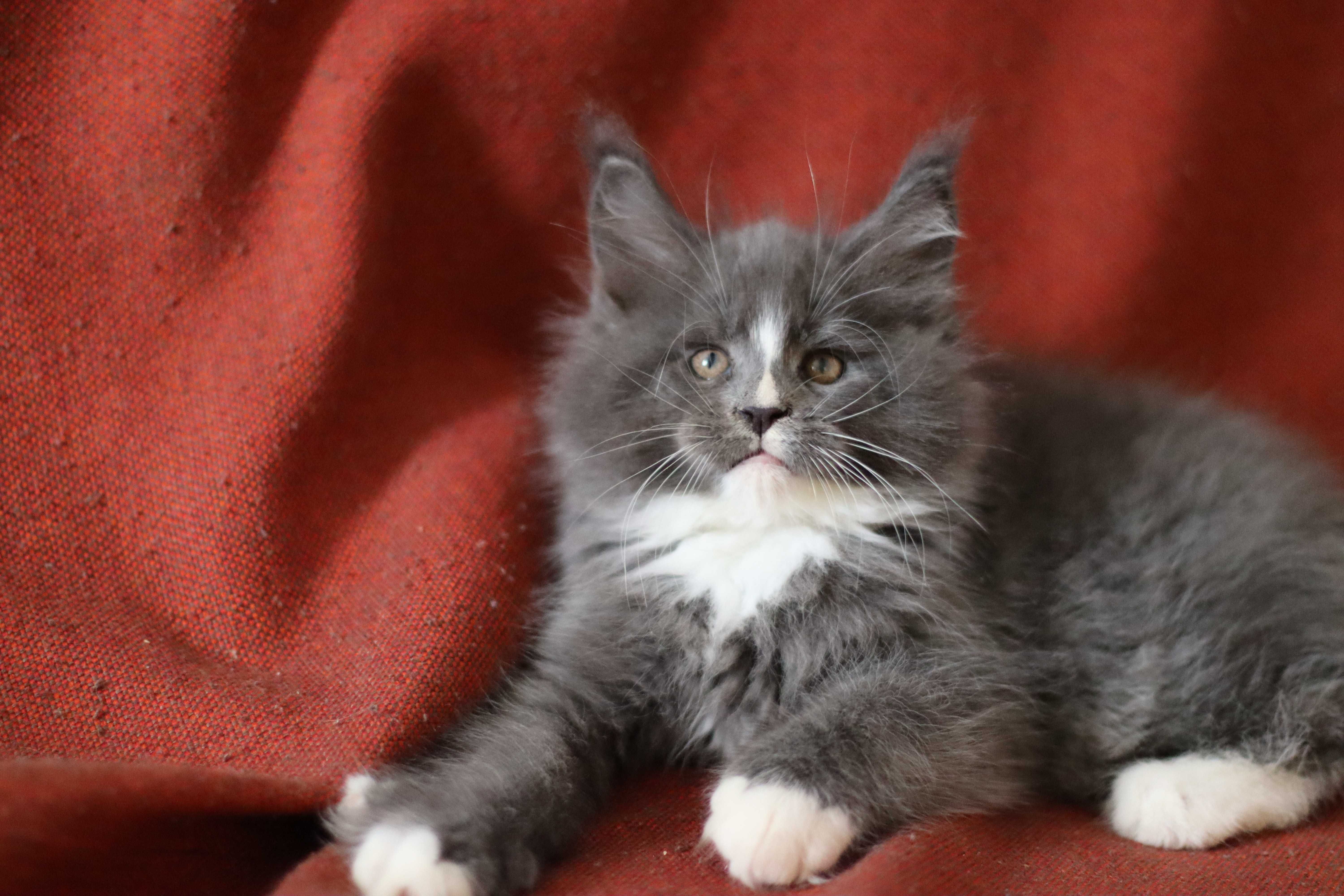 Maine coon macho azul e branco para criação ou companhia - LOP