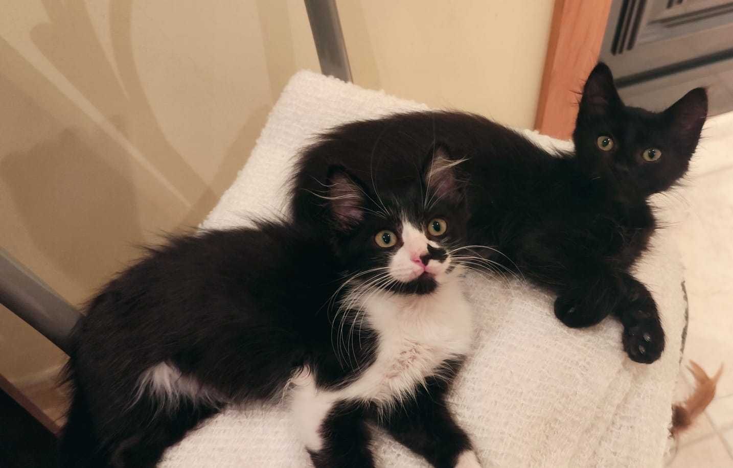 Gatinhos para adoção responsável