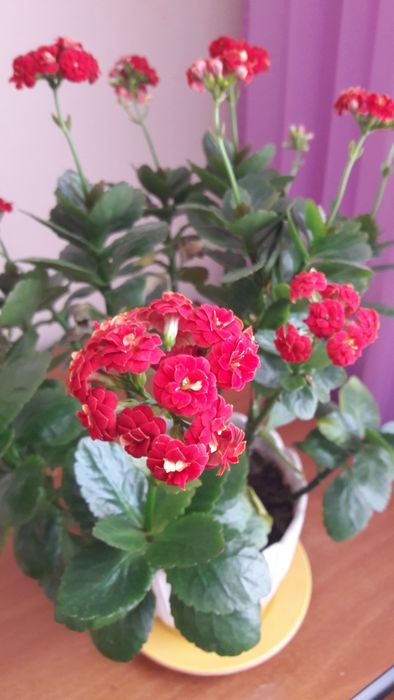 Квіти у горщиках -кислиця, каланхое, калачики, кактуси