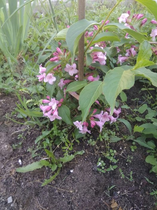 Саженцы, декоративные кусты