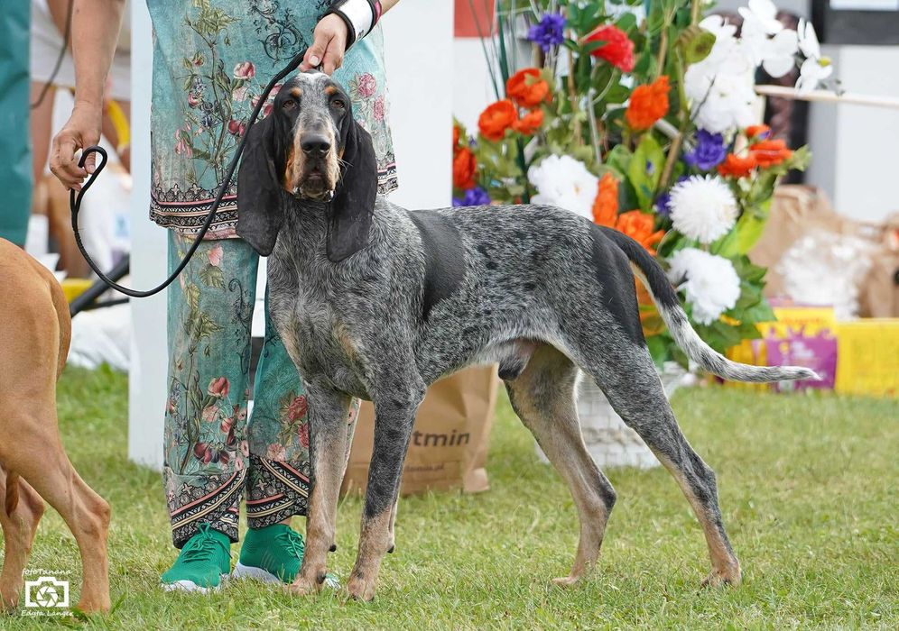 Duży Gończy Gaskoński jak Bloodhound i Bracco italiano ZKwP FCI