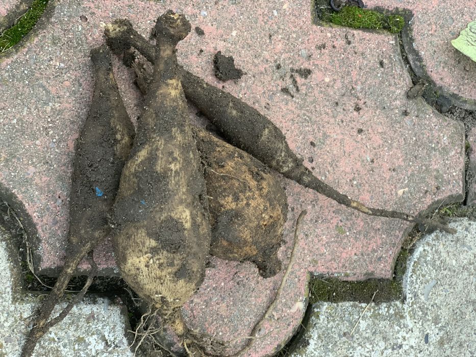 Bulwy dalii roznokolorowej