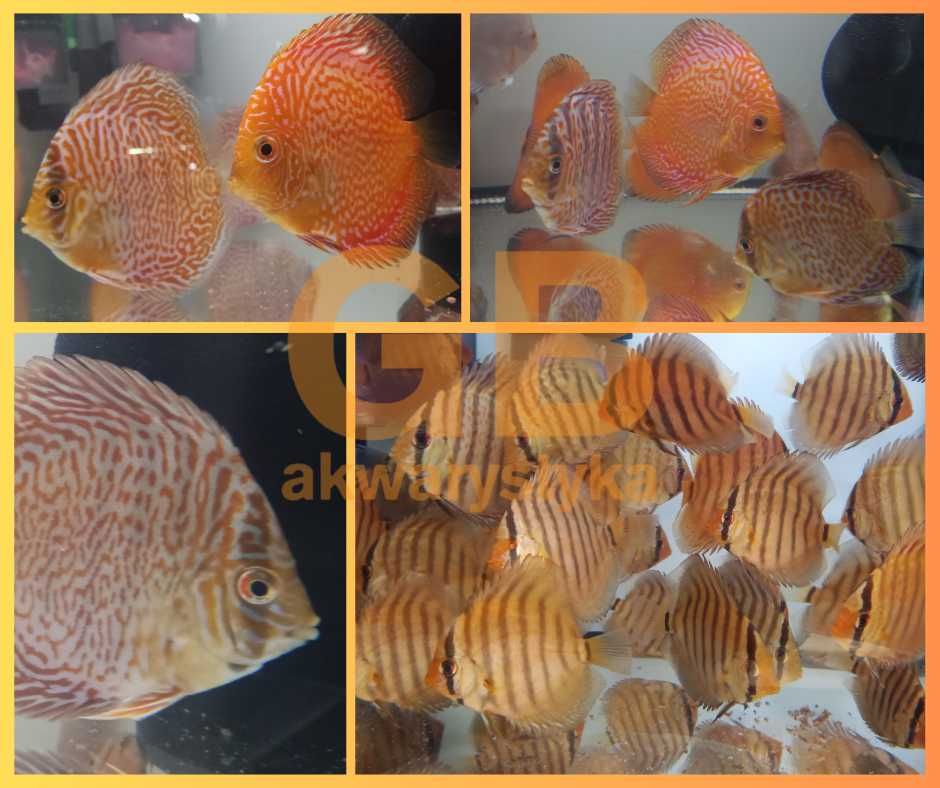 GB DYSKOWCE Paletka Leopard | Rozmiar "S" 4-4,5cm - dowóz ryb!