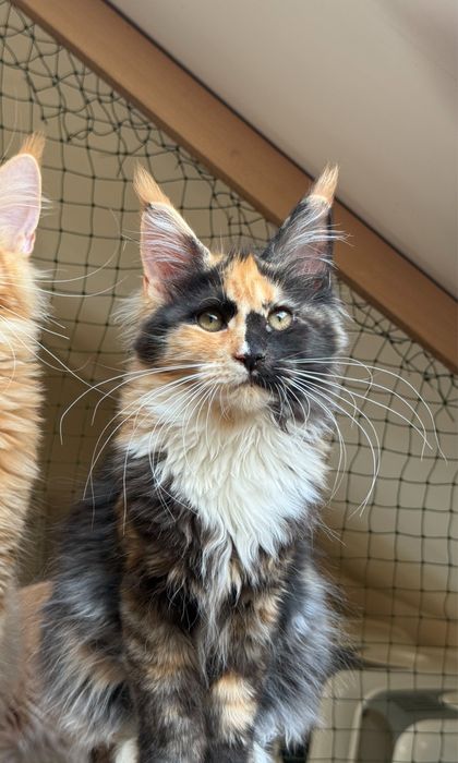 Urocza koteczka Maine Coon