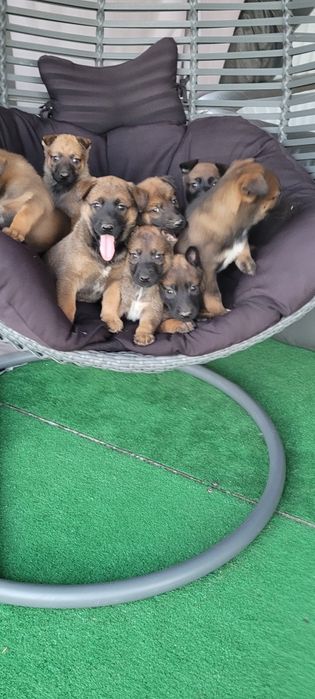 Owczarek belgijski malinois