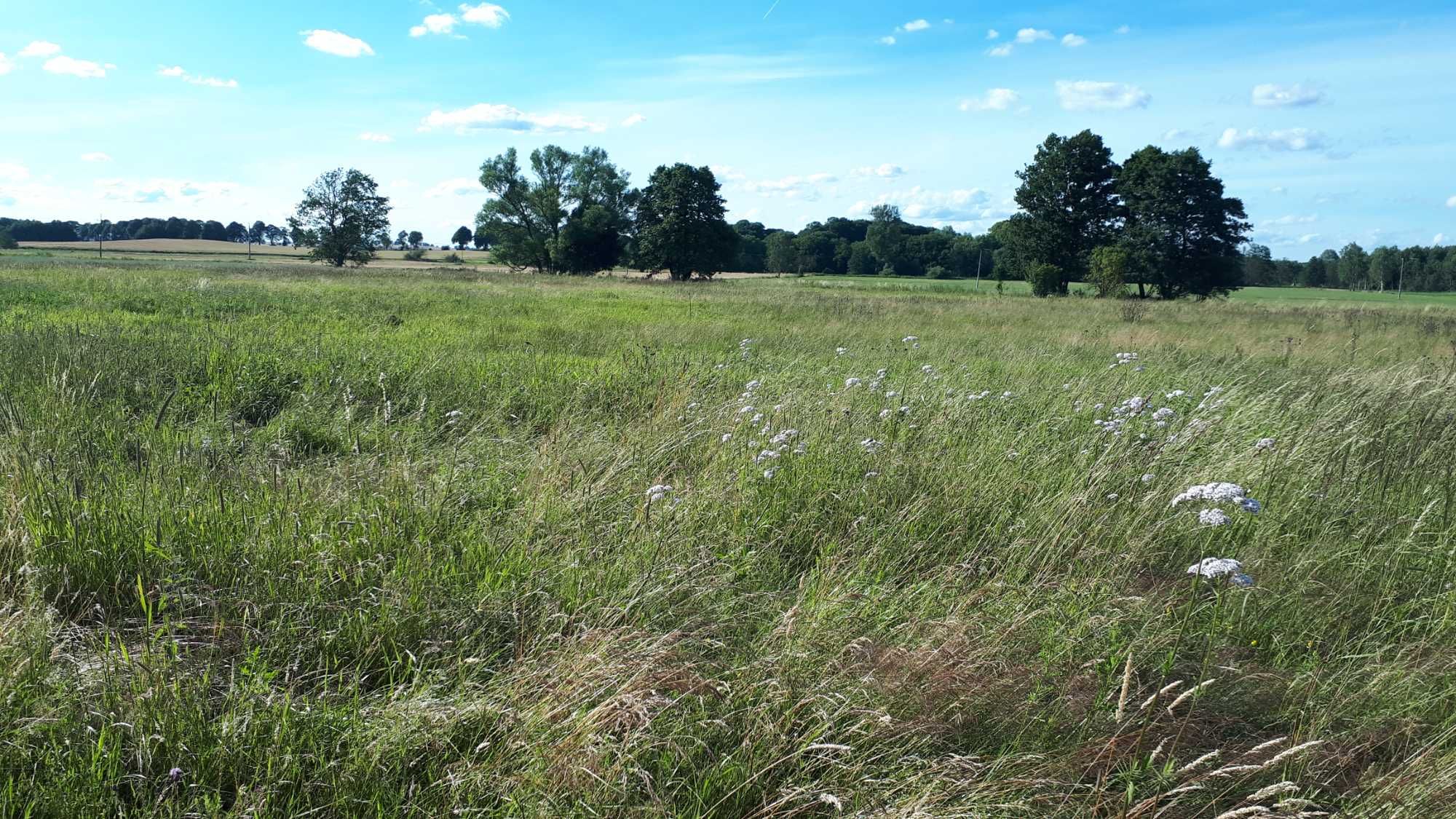 Drawsko Pomorskie obręb Suliszewo duże działki 3000m2