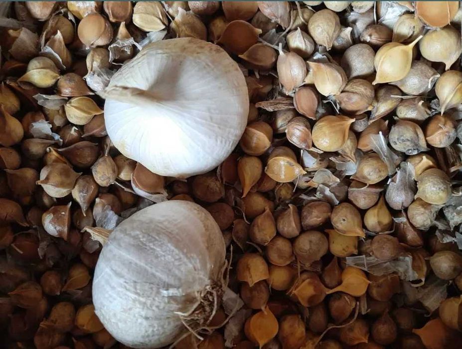 Дітки Рокамболь лук-часник