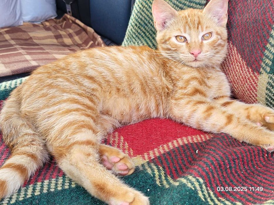 Прилаштовується котик
