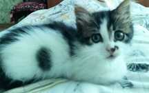 Котенятко 1.5 місяців