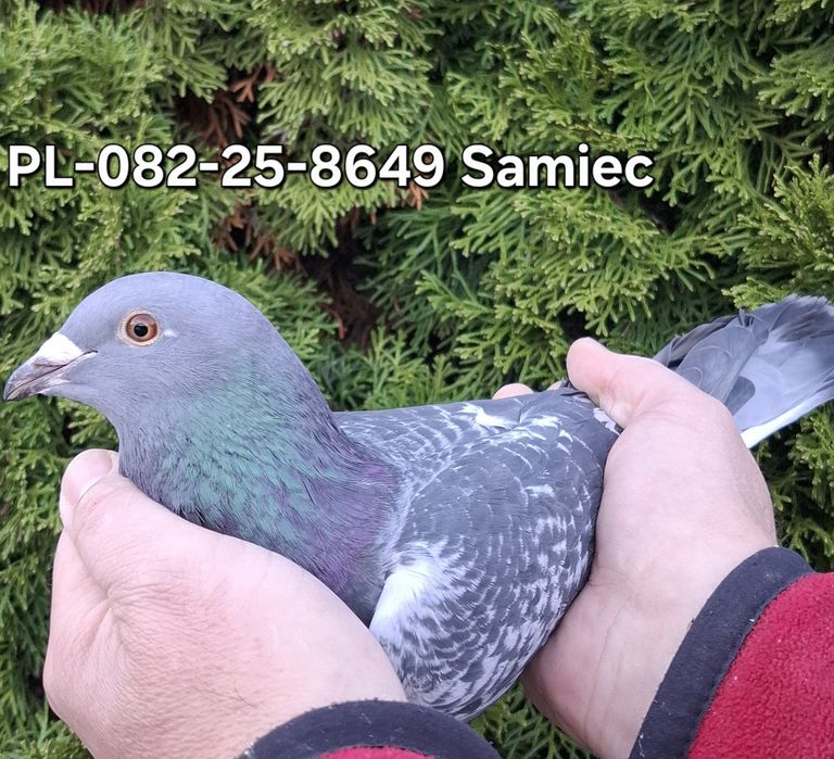 Gołąb Pittbul x Kittel "Pretty Eliza " Mega super pochodzenie "