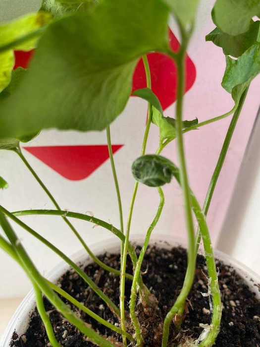 Нефролепис/ Папоротник ЦИРТОМИУМ необычный сорт