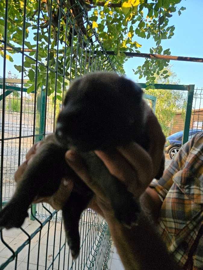 Cachorro Pastor Belga Malinois