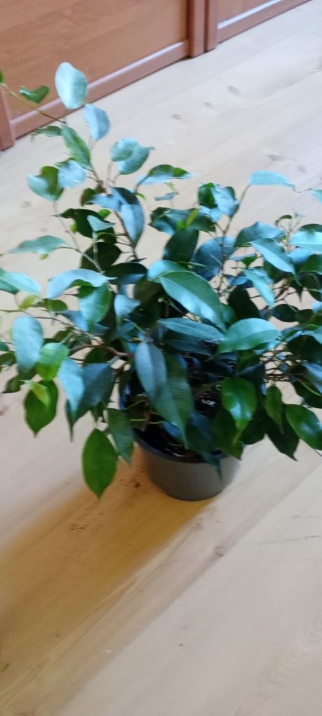 Starzec peperomia fikus drobnolistny