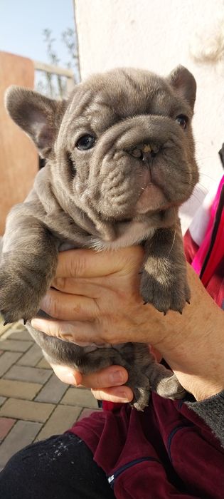 Вип  голубой мальчик