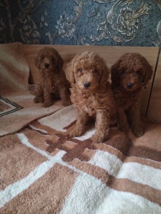 Той пудели щенки и взрослые, разные окрасы, ищут дом