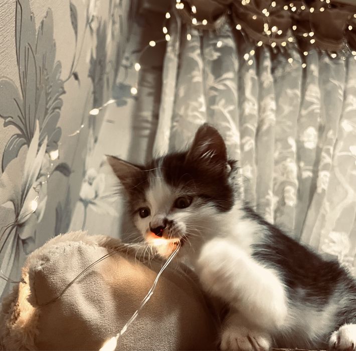 Кошенятка 2 місяця