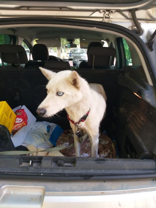 Лакки белая хаски