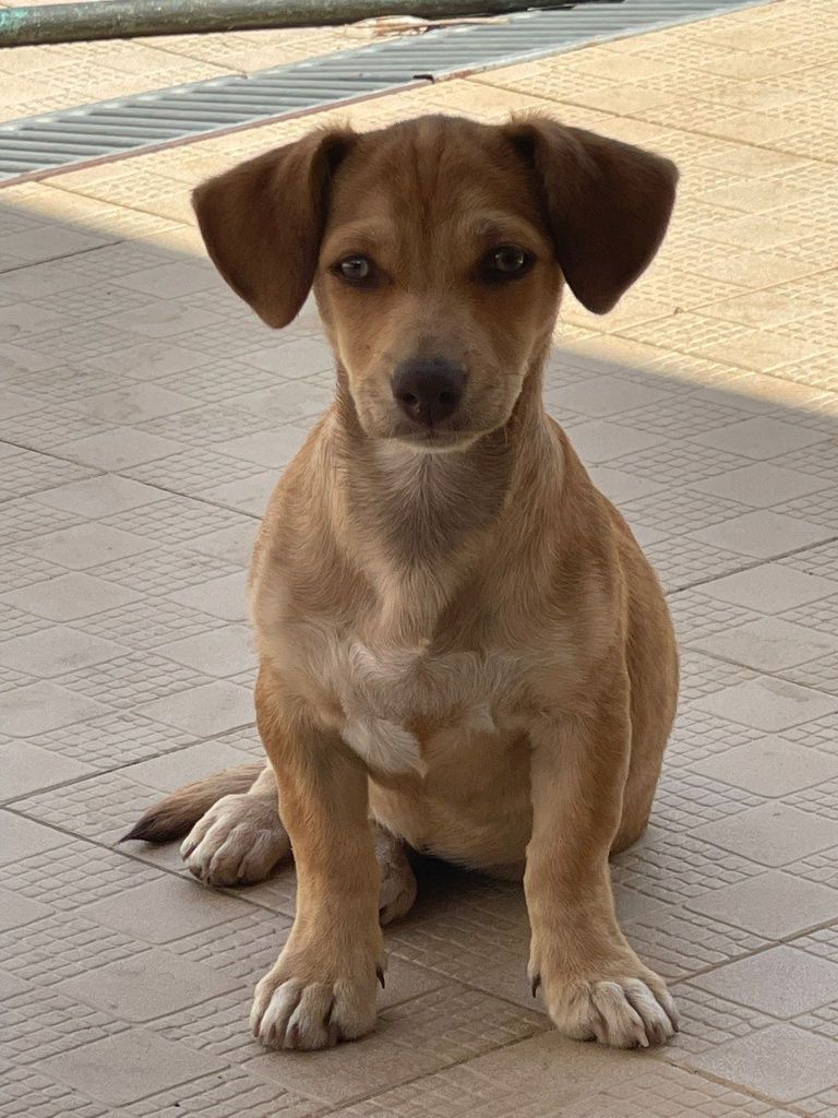 Cadelita tamanho pequeno com 5 meses para dar