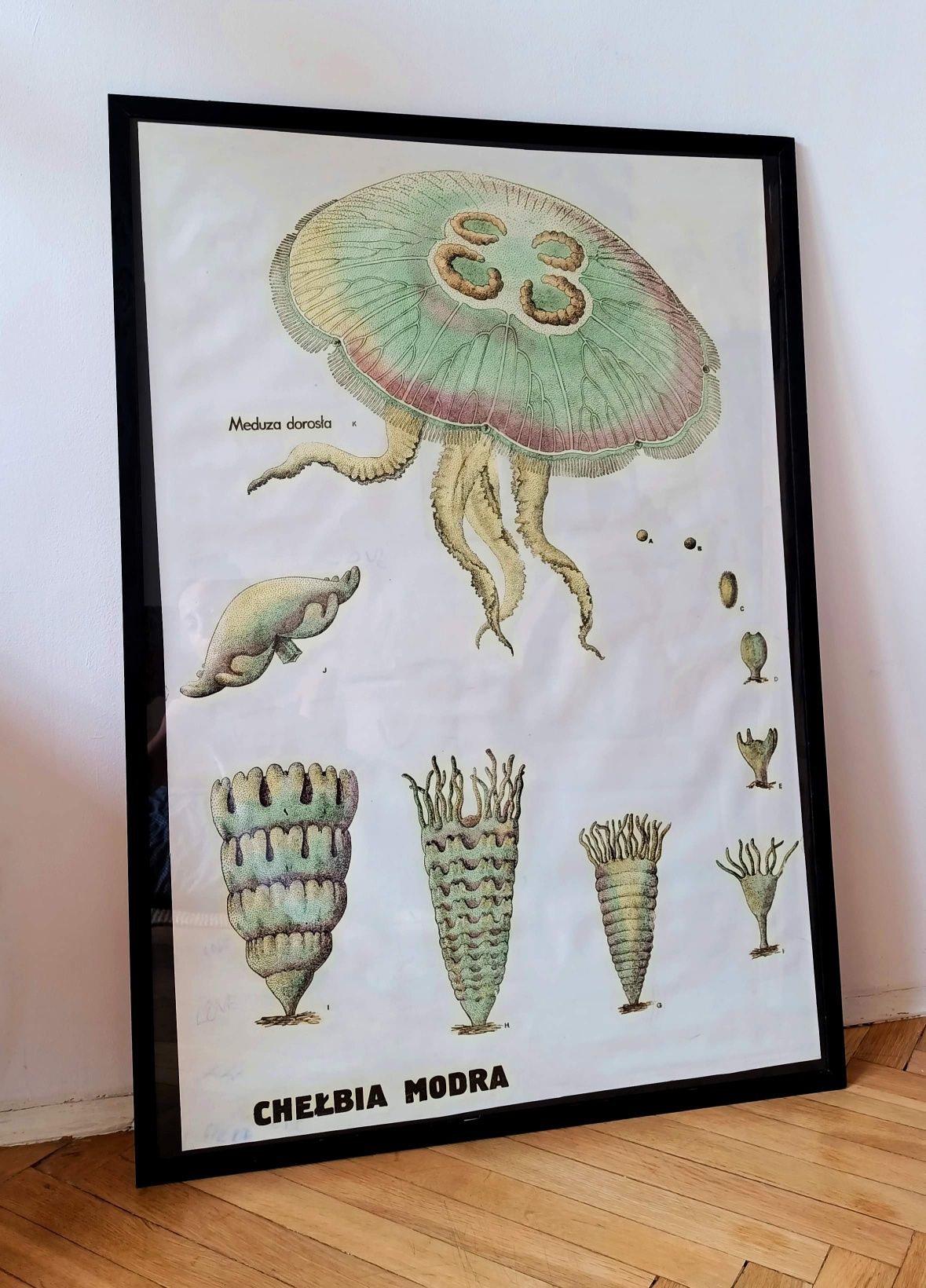 Grafika plakat stary lata 70 100x70 prl meduza tablica