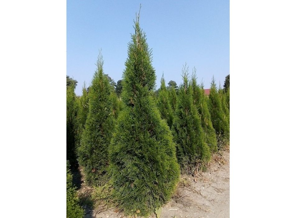 Thuja Smaragd 100,120,140,150,160 cm! Sadzimy! Tuja Szmaragd! Tuje!