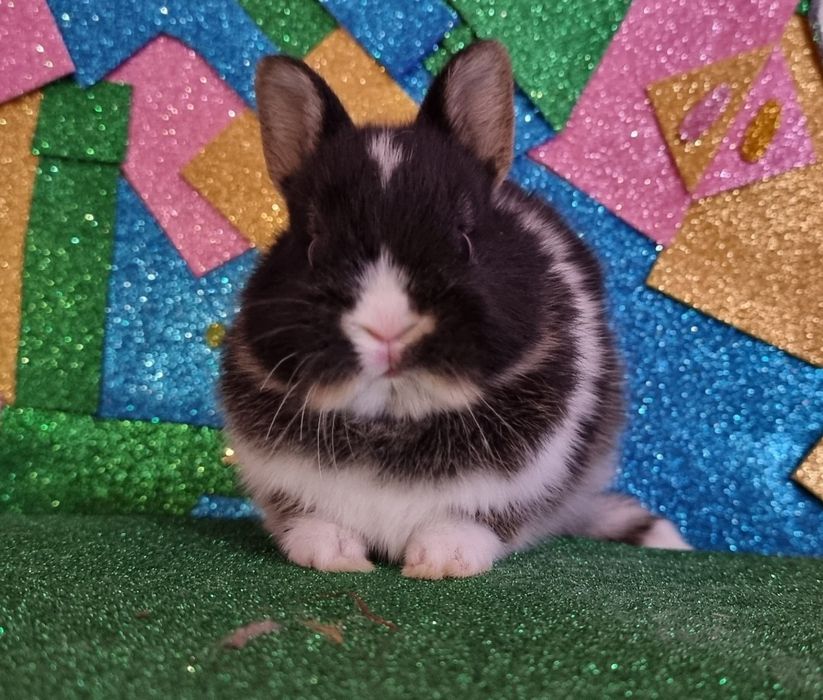 Coelhos anoes mini Holandes e mini lion