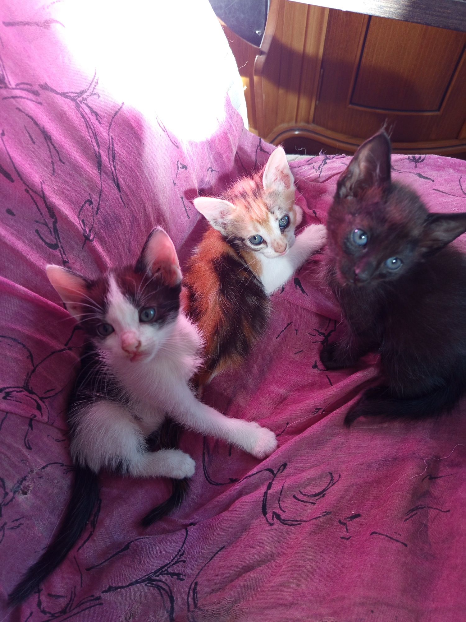 Gatinhos para adoção