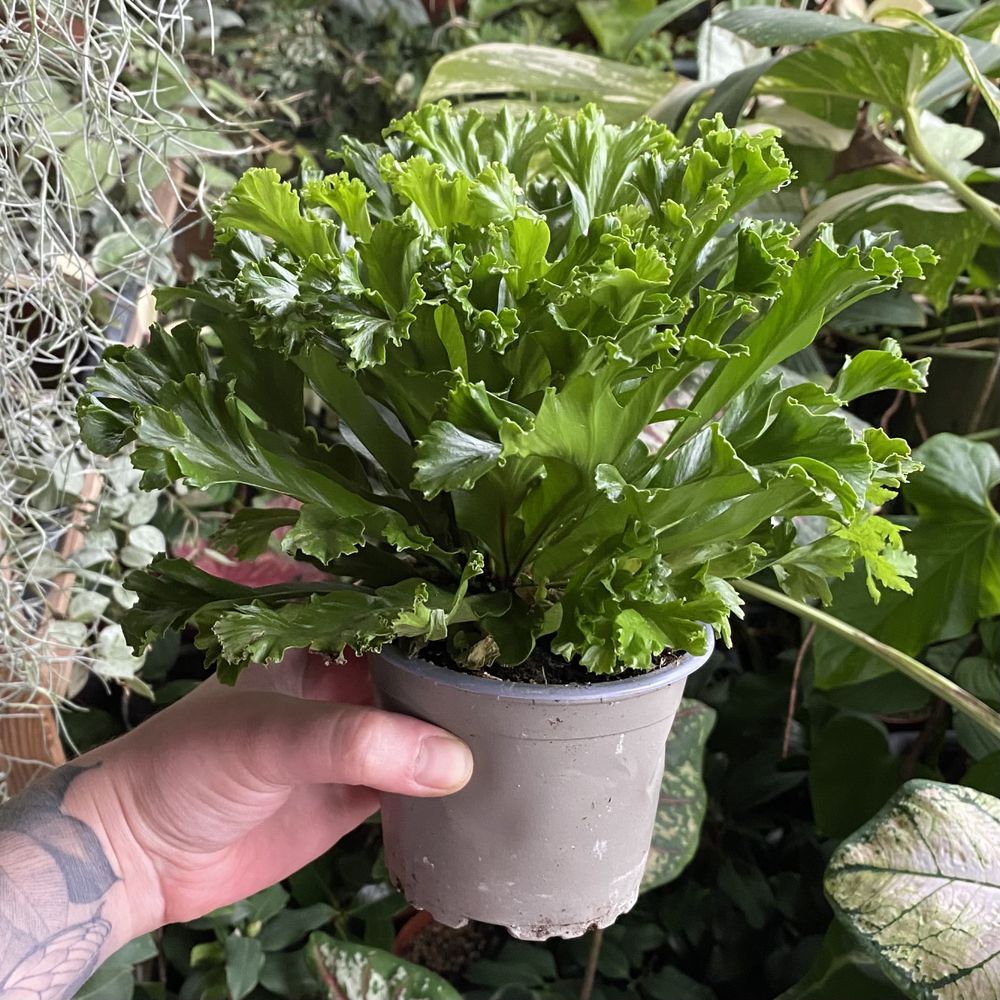 Аспленіум Asplenium Antiquum Leslie