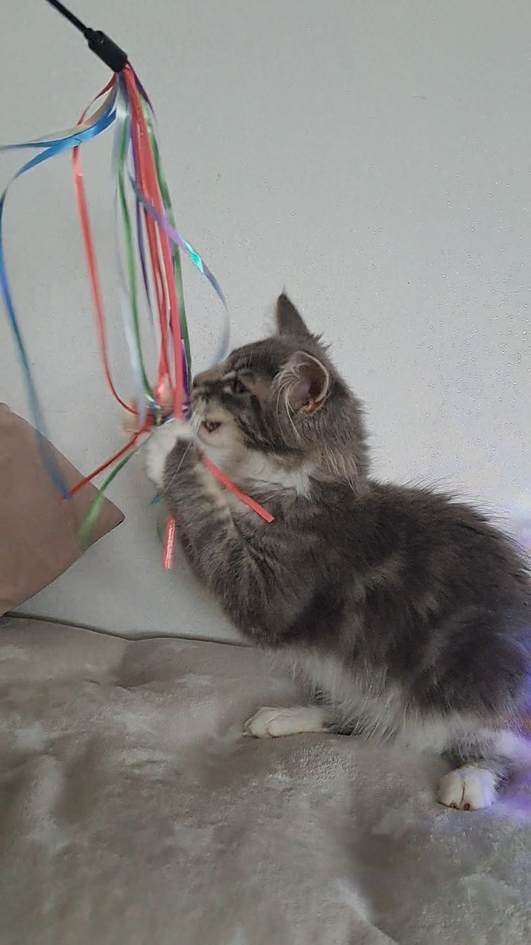 Kotka MaineCoon CIRI niebieska