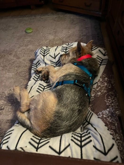 Terrier traci dom
