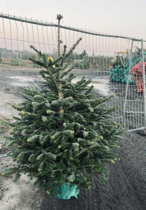 jodła kaukaska donica 1.50-1.80 świerki choinki