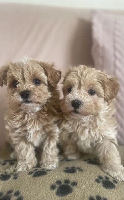 Щенки мальтипу минички. Есть девочки и мальчики