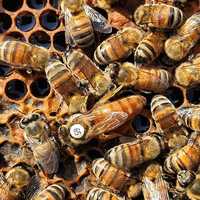 Buckfast Vulcan - VSH - NU - duże rodziny pszczele 2024
