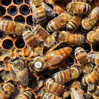 Buckfast Vulcan - VSH - NU - duże rodziny pszczele 2023