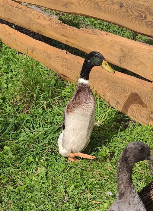 Biegus kaczor kaczka pogromca ślimaków