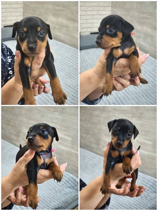 Хлопчики Цвергпінчери народилися 27.08.25 торг