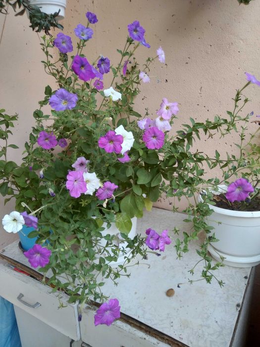 Домашние Семена петуньи