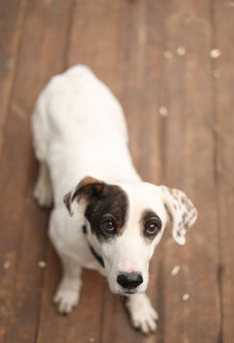 Джек в добрі руки