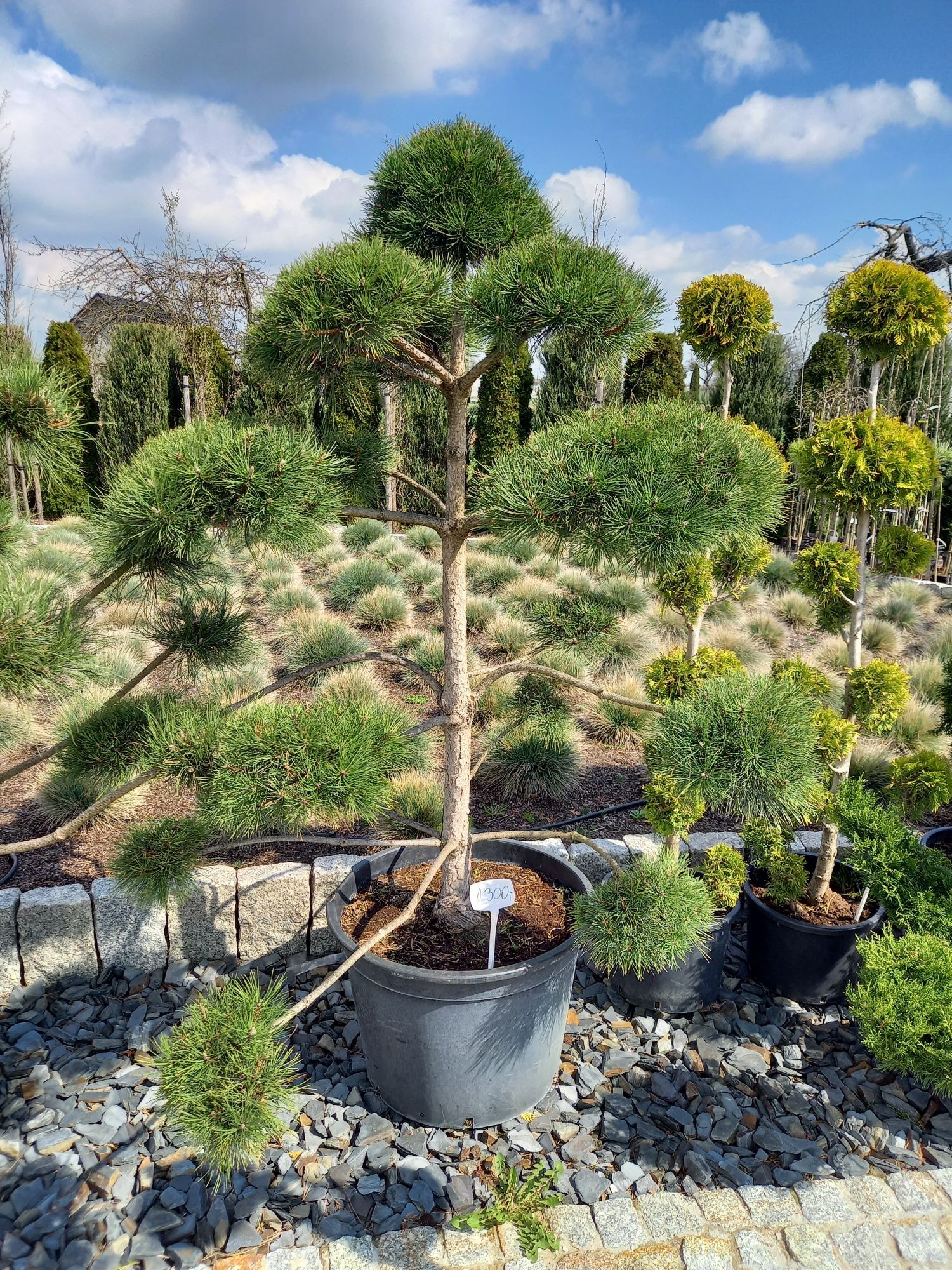 Robinia Akacjowa Umbraculifera. Tuja szmaragd