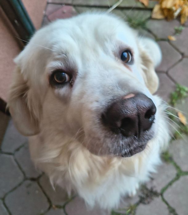 Oddam za darmo Podchalańczyka