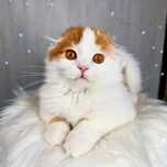 Szkocki zwisłouchy, scottish fold