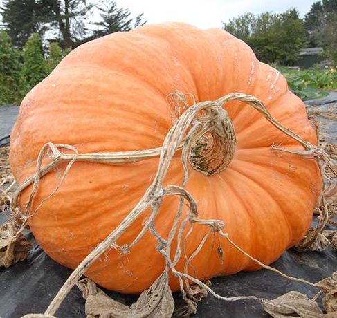 Sementes Abobora Gigante Atlantic Pumpkin 900kg