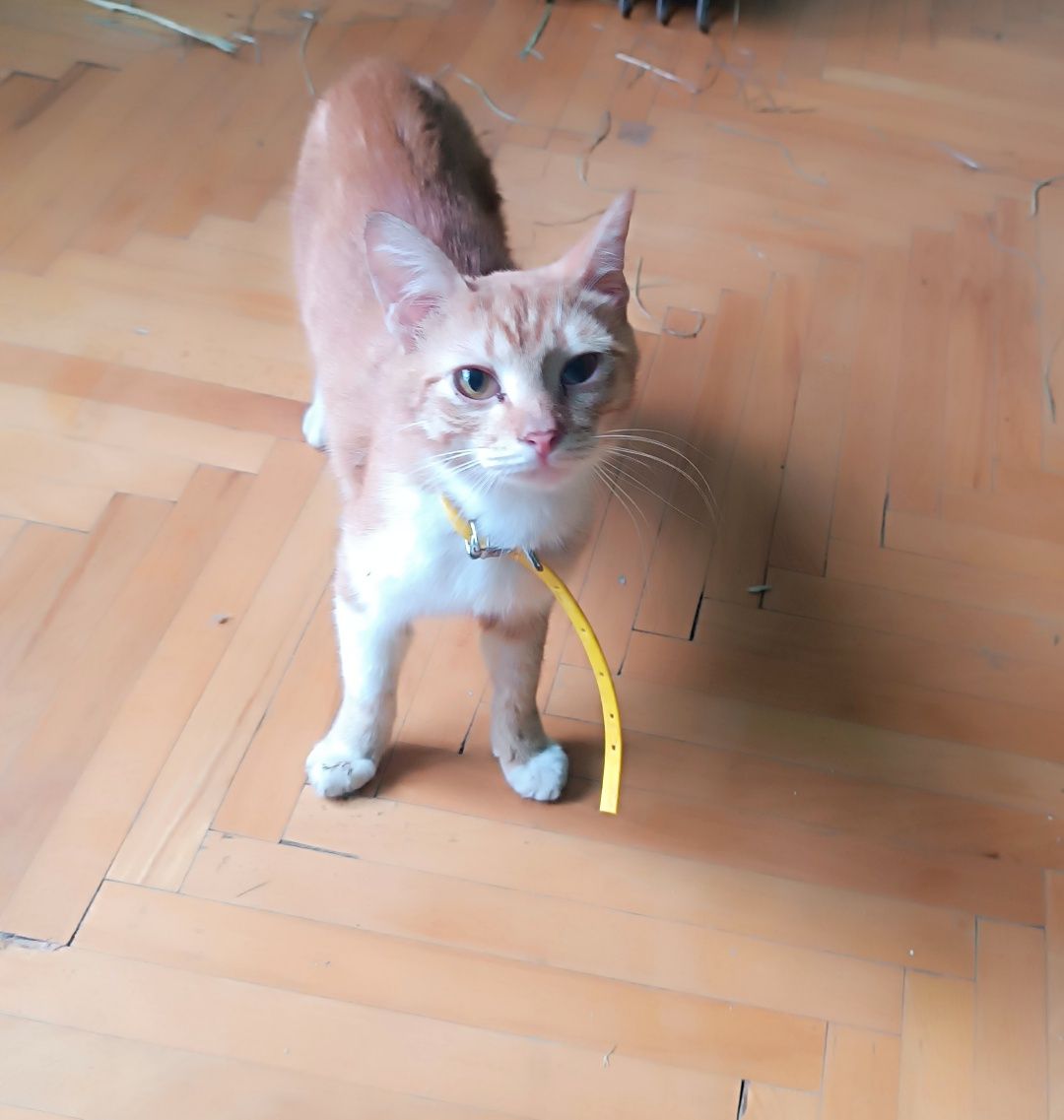ПокровськіКотики безкоштовно