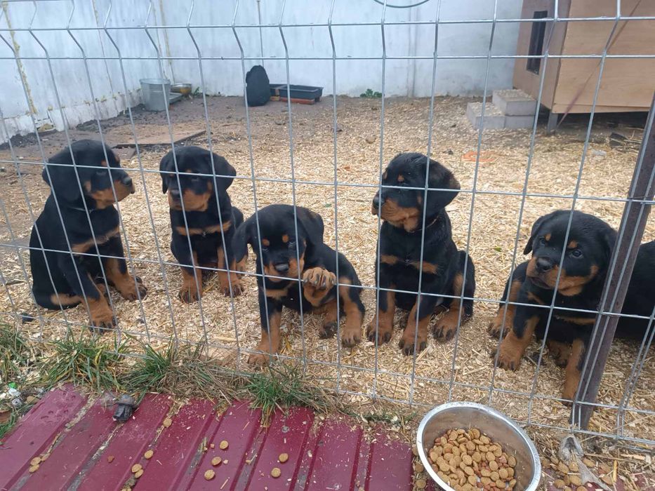 Цуценята ротвейлера.