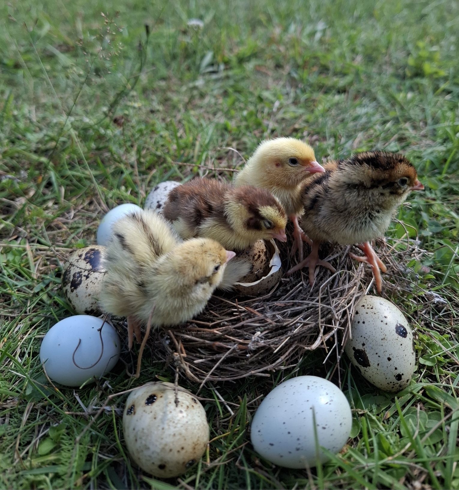 Pisklęta przepiórek Faraon, Fenix, Texas, Celadon